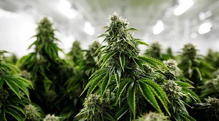 Culture CBD outdoor