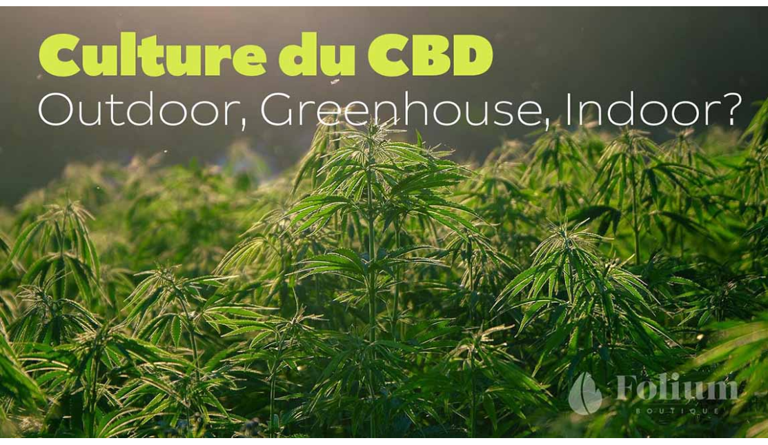 Culture du CBD