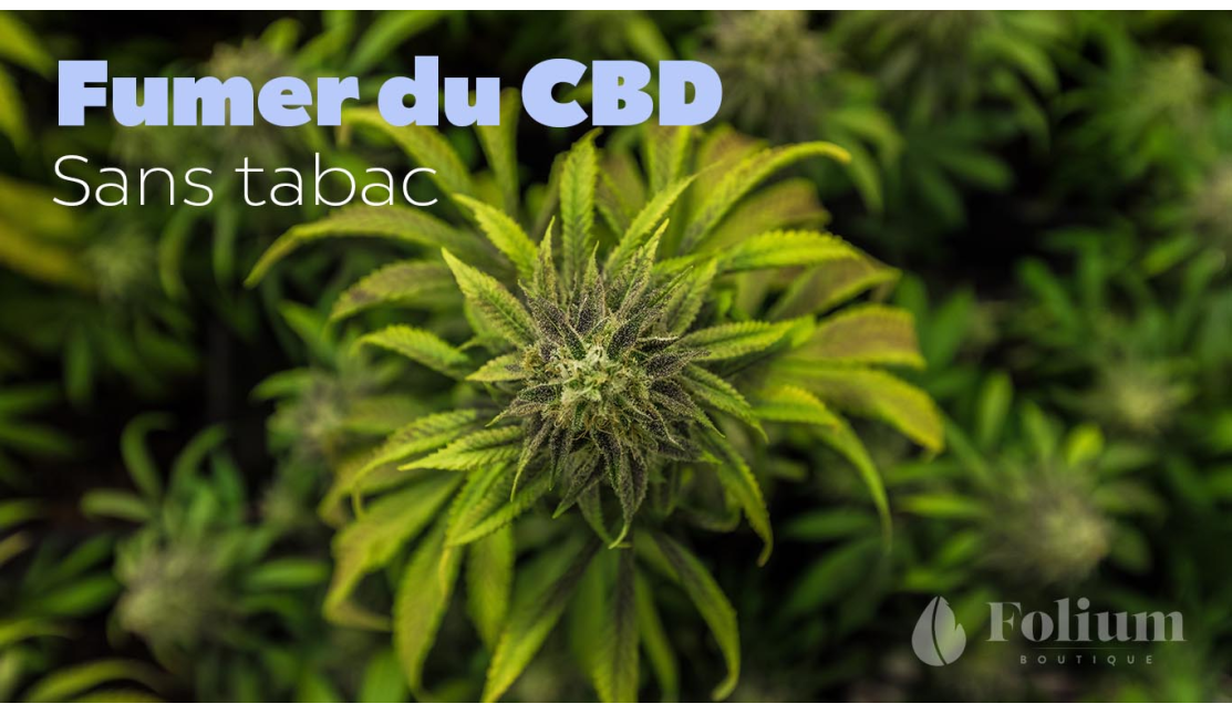Fumer du CBD sans tabac - Folium Boutique