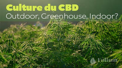 Culture du CBD